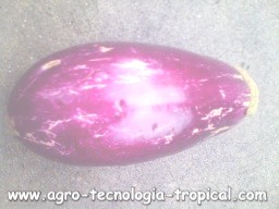 Daño por trips en berenjena